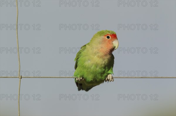 Rosy-faced lovebird (Agapornis roseicollis) adult on wire fence