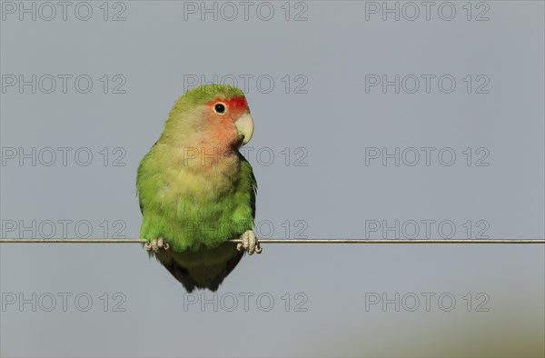 Rosy-faced lovebird (Agapornis roseicollis) adult on wire fence