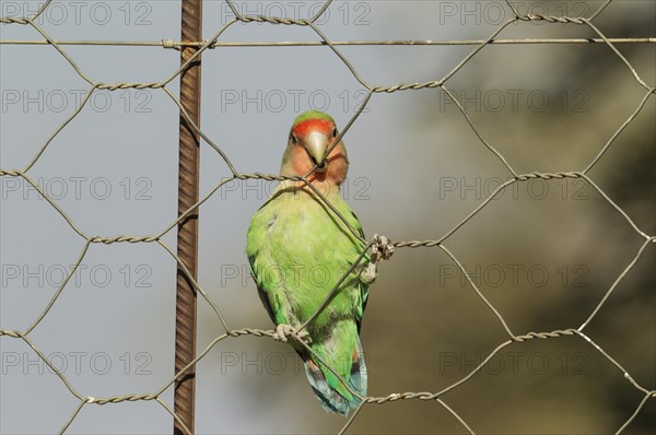 Rosy-faced lovebird (Agapornis roseicollis) adult