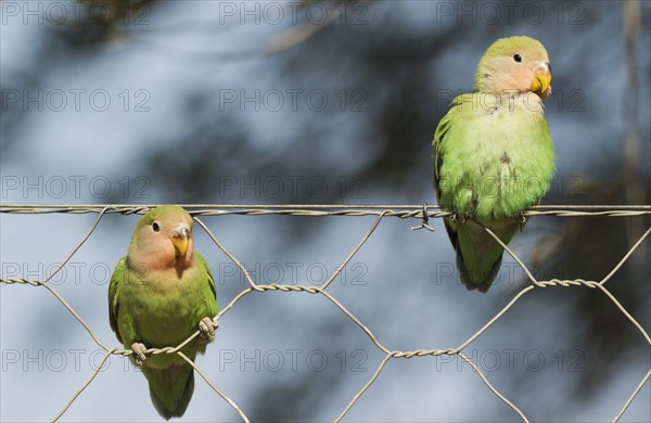 Rosy-faced lovebirds (Agapornis roseicollis)