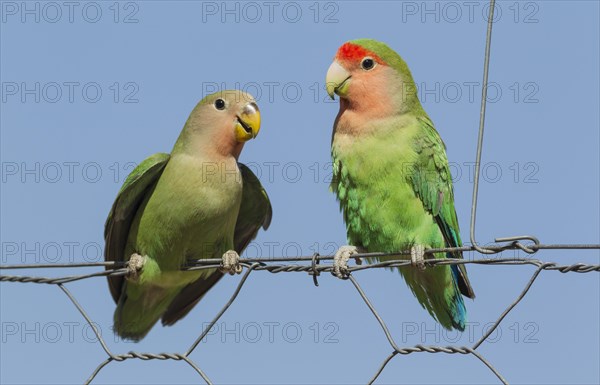 Rosy-faced lovebirds (Agapornis roseicollis)