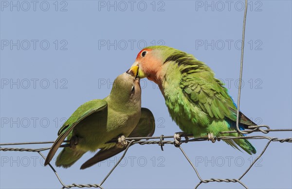 Rosy-faced lovebirds (Agapornis roseicollis)