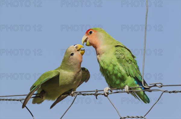 Rosy-faced lovebirds (Agapornis roseicollis)