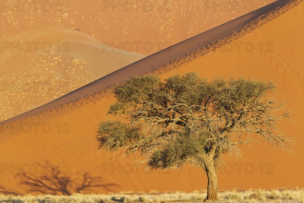 Camel thorn tree (Acacia erioloba) and sand dunes in the evening in the Namib Desert