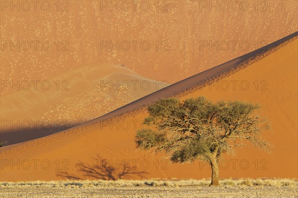 Camel thorn tree (Acacia erioloba) and sand dunes in the evening in the Namib Desert