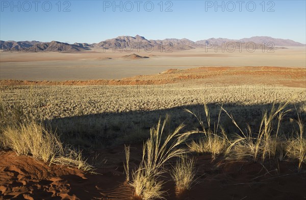 Sand dunes covered with bushman grass (Stipagrostis sp.)