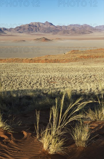 Sand dunes covered with bushman grass (Stipagrostis sp.)
