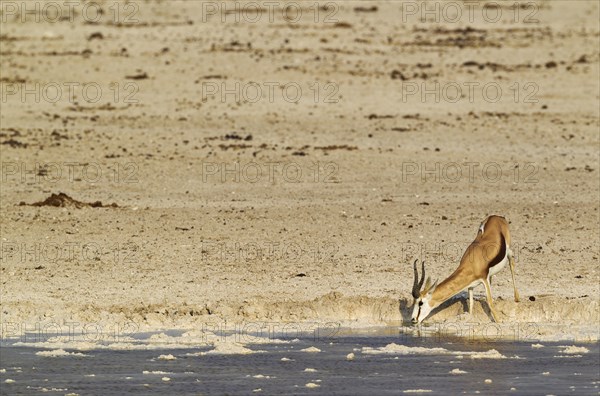 Springbok (Antidorcas marsupialis)