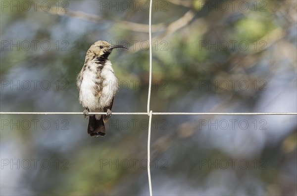 Dusky sunbird (Cinnyris fuscus)