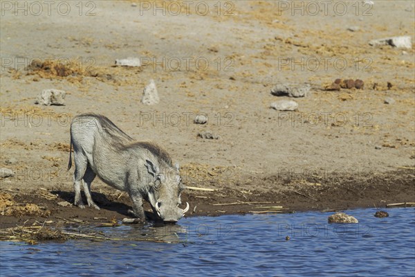 Warthog (Phacochoerus aethiopicus)