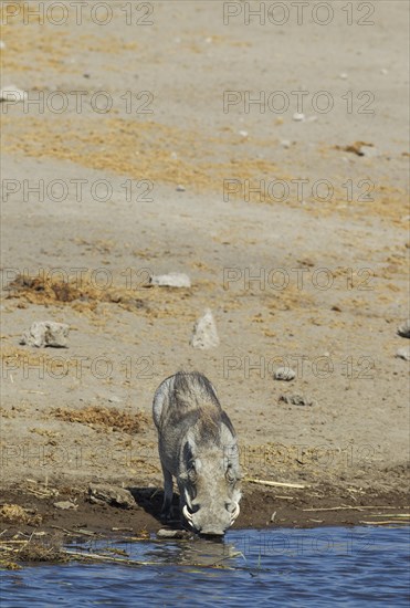 Warthog (Phacochoerus aethiopicus)