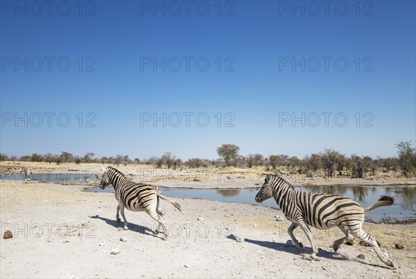 Burchell's zebras (Equus quagga burchellii) rushing towards waterhole