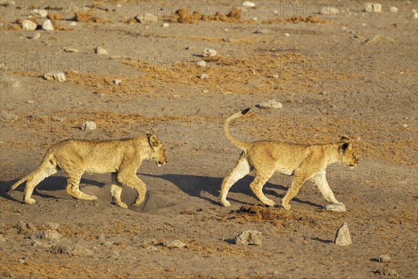 Lions (Panthera leo)