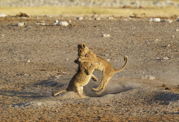 Lions (Panthera leo)