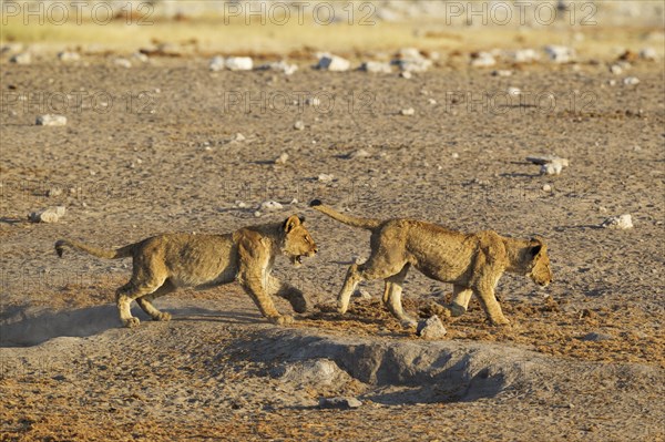 Lions (Panthera leo)