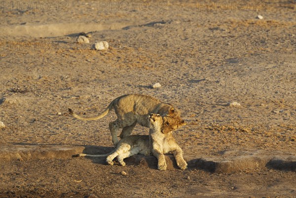 Lions (Panthera leo)