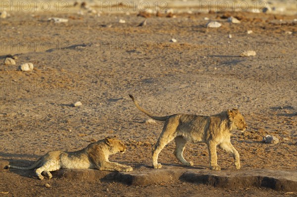 Lions (Panthera leo)