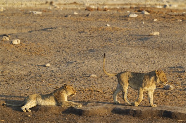 Lions (Panthera leo)