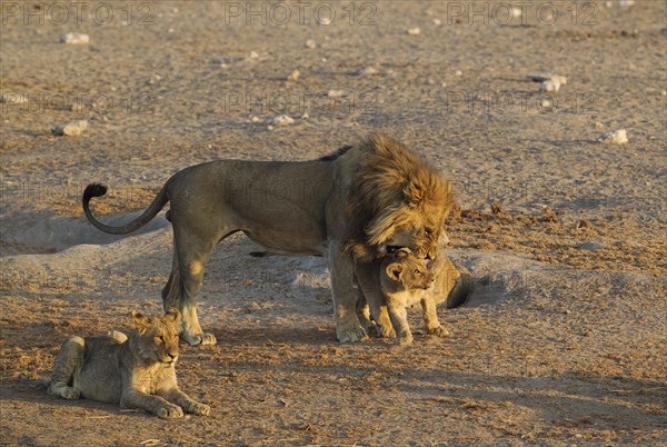 Lion (Panthera leo)