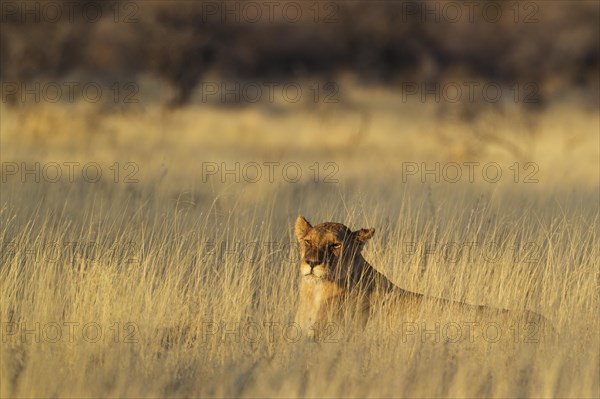 Lion (Panthera leo)