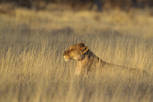 Lion (Panthera leo)