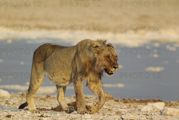 Lion (Panthera leo)