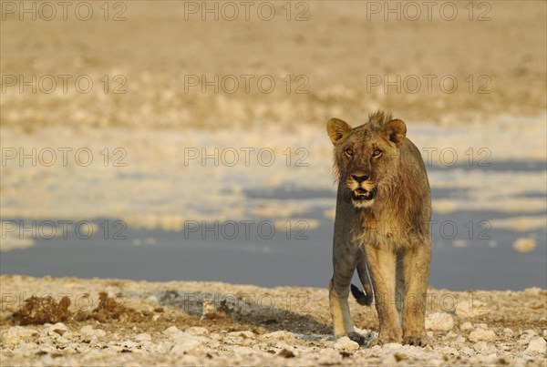 Lion (Panthera leo)