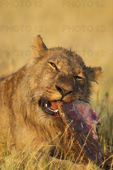 Lion (Panthera leo)