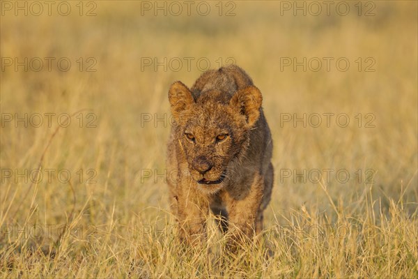 Lion (Panthera leo)