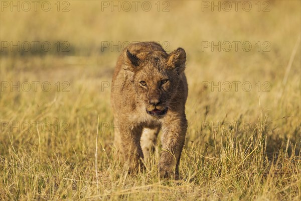 Lion (Panthera leo)