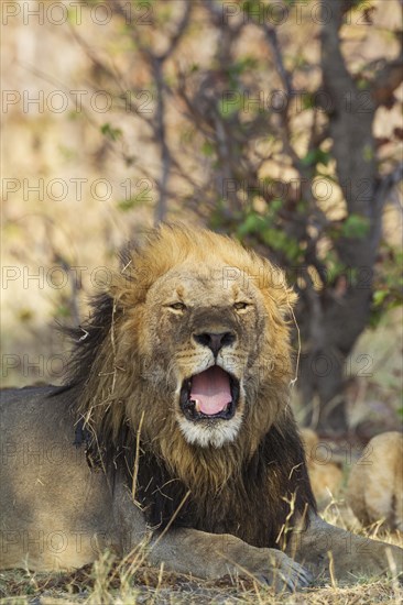 Lion (Panthera leo)