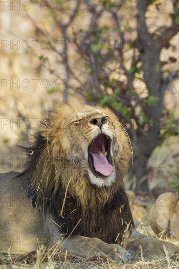 Lion (Panthera leo)