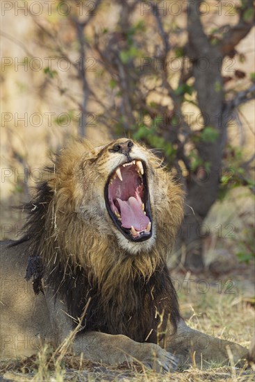 Lion (Panthera leo)