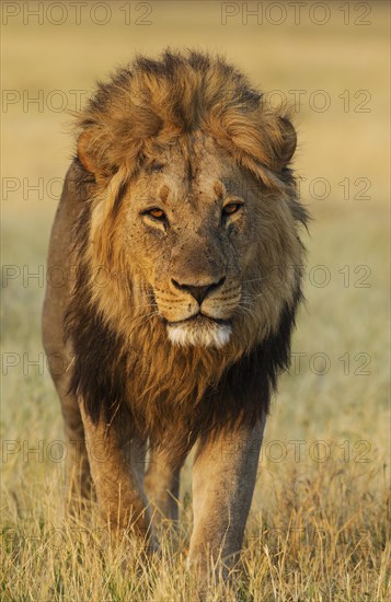 Lion (Panthera leo)