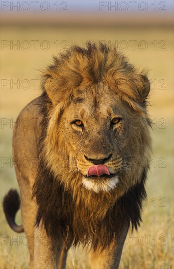 Lion (Panthera leo)