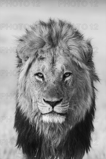 Lion (Panthera leo)