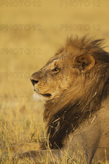 Lion (Panthera leo)