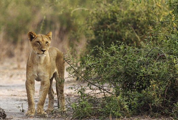 Lion (Panthera leo)