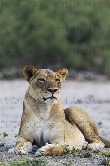 Lion (Panthera leo)