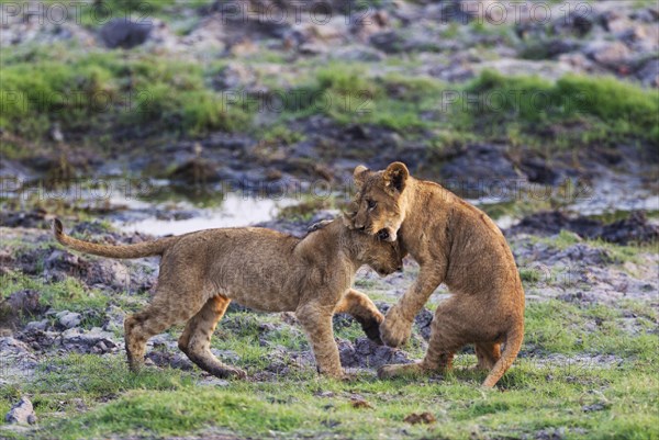 Lion (Panthera leo)