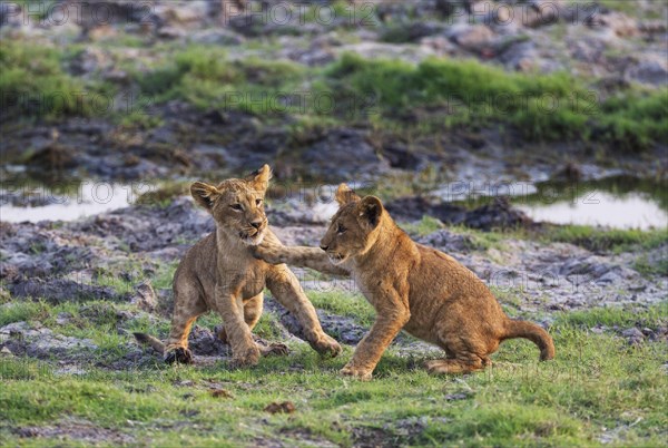 Lion (Panthera leo)