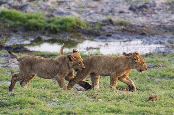 Lion (Panthera leo)