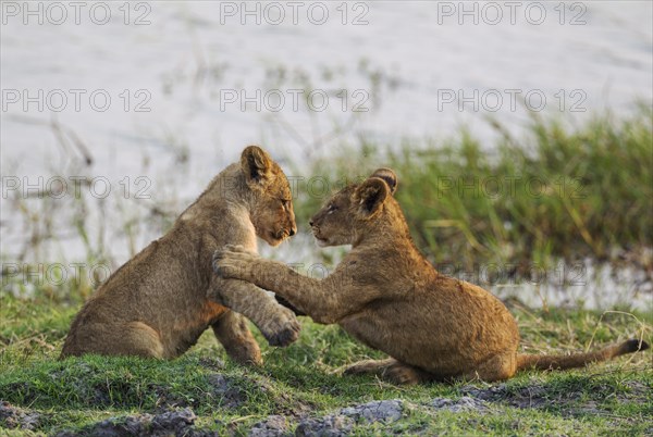 Lion (Panthera leo)