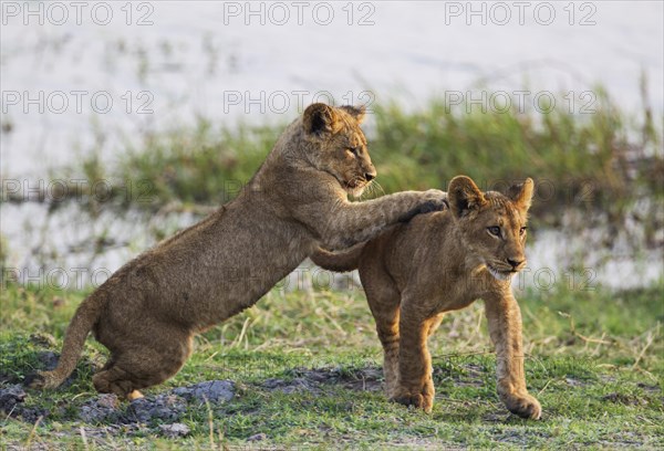 Lion (Panthera leo)