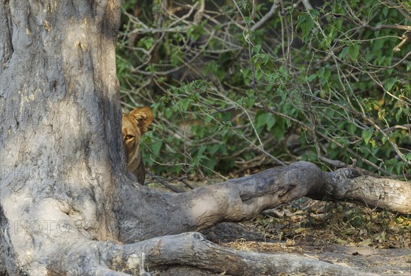 Lion (Panthera leo)