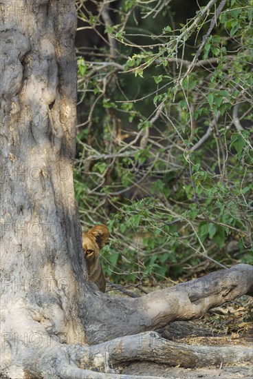 Lion (Panthera leo)