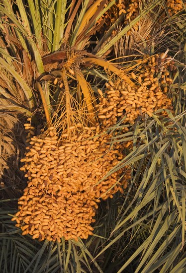 Bunches of ripe dates at a date palm (Phoenix dactylifera)