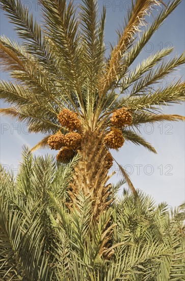 Bunches of ripe dates at a date palm (Phoenix dactylifera)