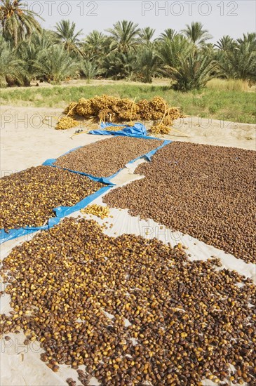 Harvested dates are sun-dried