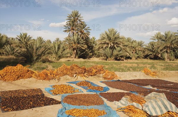 Harvested dates are sun-dried